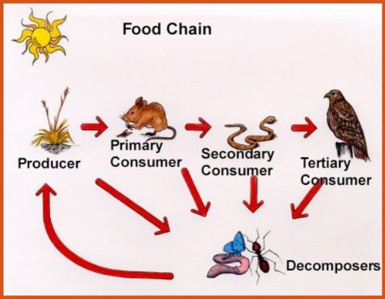 Animals - Food Chains and Webs